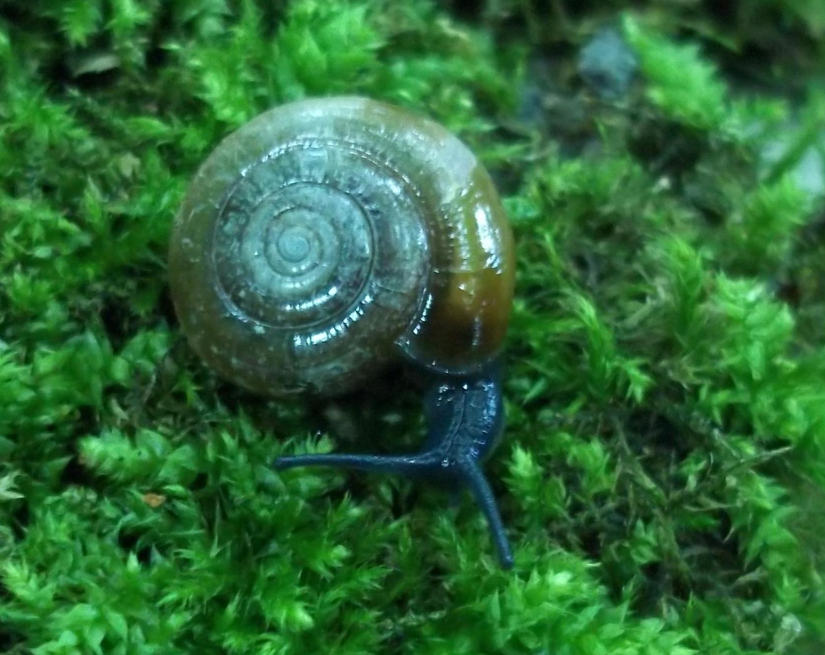 Euomphalia strigella ed Oxychilus sp. CDF 3